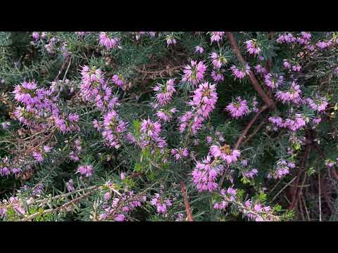 image : Samedi au jardin :St Léon sur Vézère (24)