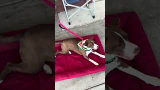 Video preview image #1 Collie-Unknown Mix Puppy For Sale in Mount Laurel, NJ, USA