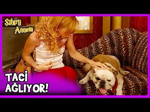 Dudu Evi Terk Etti! TACİ AĞLIYOR - Sihirli Annem 21. Bölüm