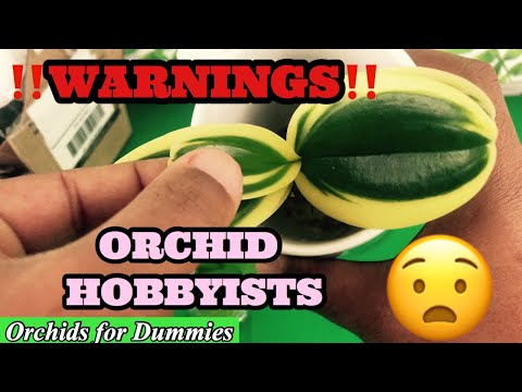 Beginners Buying Orchids Online eBay - Mini Phalaenopsis Plant Haul