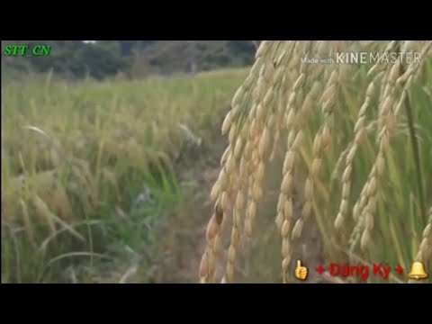 Plam koj thaum yuav tsog tsiab peb caug _nkauj kho siab heev_STTCN