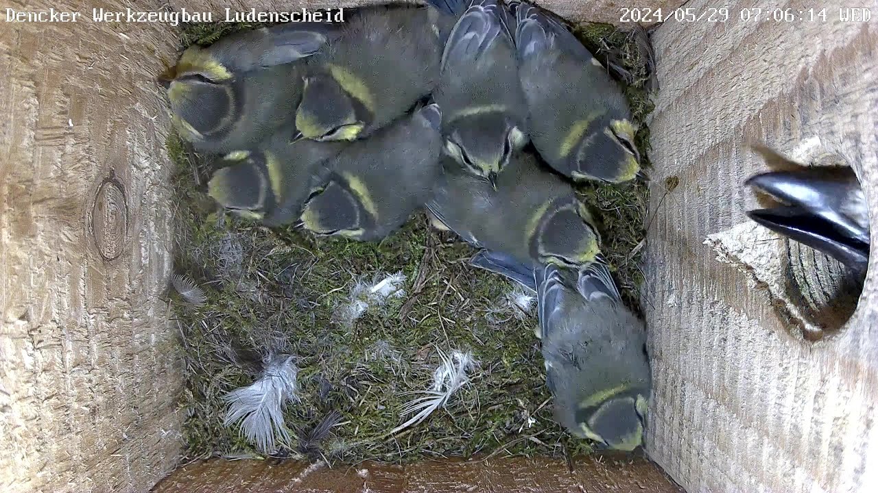 Erst Gefahr, dann Ausflug der Blaumeisen! 1 Erfolgloser Angriff & Ausflug der Gaga-Blaumeisen! | 29.05.2024