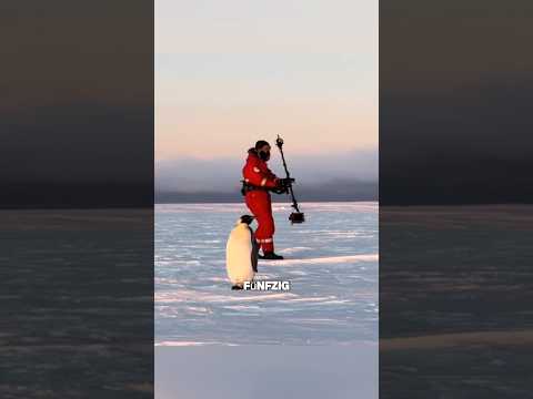 Sie haben 50 Pinguinen das Leben gerettet 🥰 #shorts