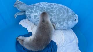 stupid idiot baby seal