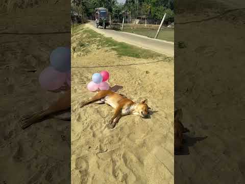 #viralshort #funny #comedy