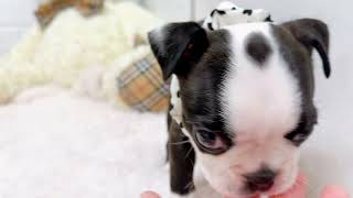 ボストンテリアの動画02