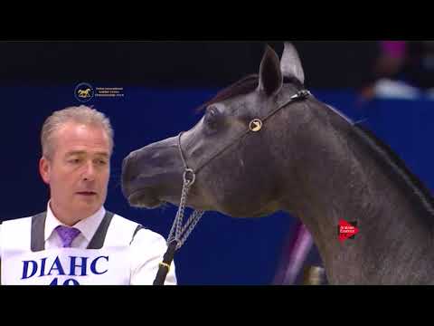 49 KEHAILAT FAISAL AL KHALEDIAH Dubai 2018