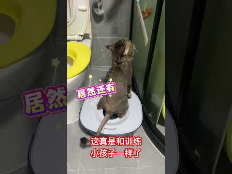 这真和教小孩子一样了，还会这样上厕所 #cat #喵哥是萌新