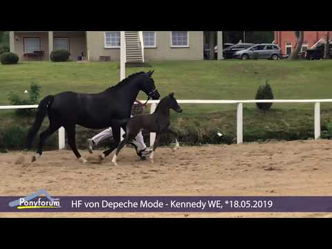 Auktionsfohlen Nr. 37 HF v. Depeche Mode - Kennedy WE