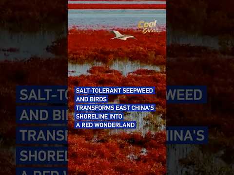 Salt-tolerant seepweed and birds transforms east China's shoreline into a red wonderland