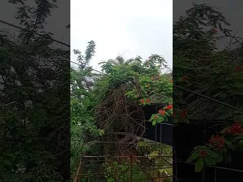 REGIÃO SERRANA DO,  RJ. O TEMPO  HOJE ESTÁ  ASSIM.  CHUVA MANSA. GRAÇAS  A DEUS  ,AREAL RJ.