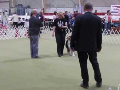 Bash's First CKC Novice B Leg under Del Lund at St. Catharines Obed Club April 2013
