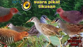 Download lagu Suara pikat burung tikusan 100% ampuh buat pancingan.. mp3 Download lagu Suara pikat burung tikusan 100% ampuh buat pancingan.. mp3