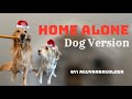 Home Alone DOG Version! (Adventures Of Teddy Episode 2)