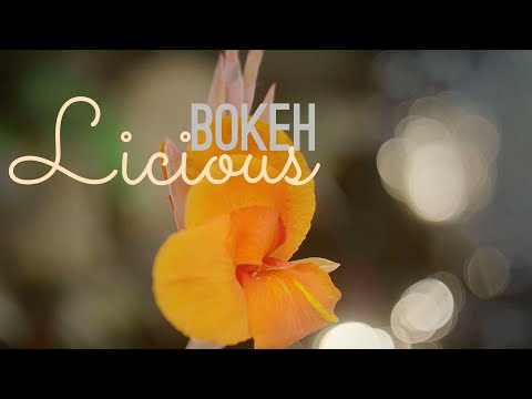 Bokeh Licious - Micro 4/3 with Vintage Lenses