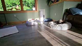 07252025 Polly & Doxie Puppy