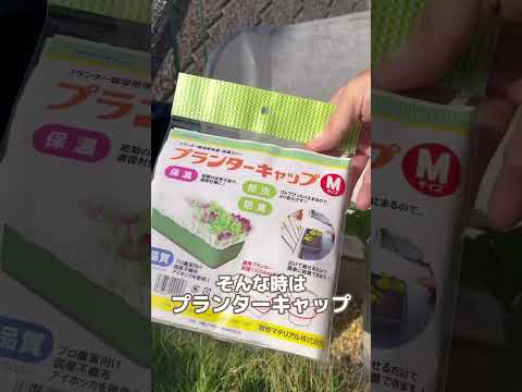 なぜ芳香植物や薬用植物を庭で育てるのでしょうか?  庭園