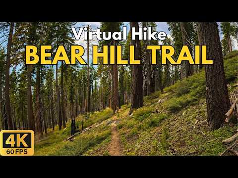 Bear Hill Trail 4K POV Hike | Quiet Forest Walk | Sequoia National Park | Treadmill Walk