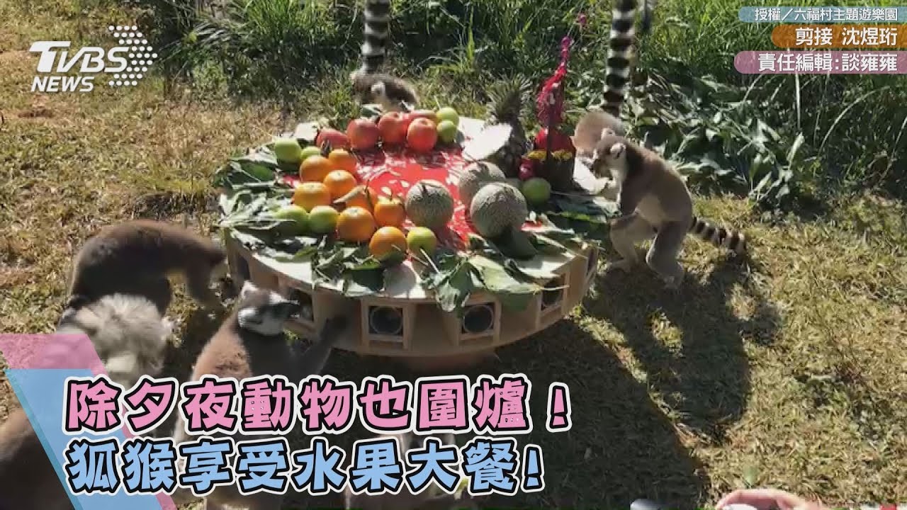 影/除夕夜動物也圍爐!狐猴享受水果大餐