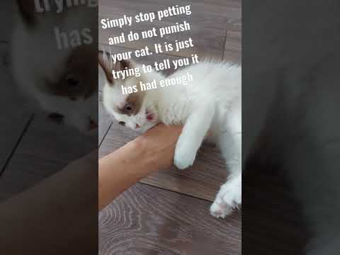Why Your Cat is Biting or Scratching When Pet | Fero The Ragdoll Cat #cat #cutecat #short #shorts
