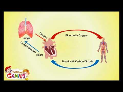 Circulatory System -Cardiovascular System-  Facts ,Functions for Kids