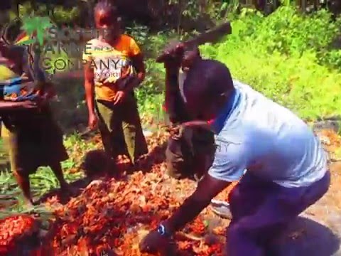 Production of Red Palm oil in West Africa N'zérékoré