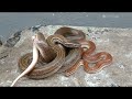 Brown House Snakes Mating