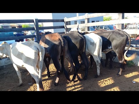 FEIRA DO GADO EM BARRA DE SANTA ROSA NO CURIMATAÚ PARAIBANO 