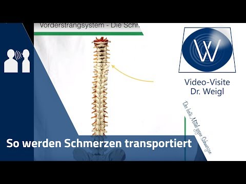 Behandlung von Bandscheibenbruch in Deutschland Und die Kniestütze 1281
