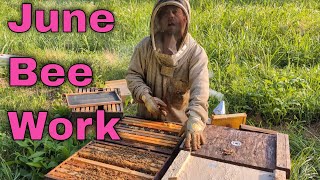 Care of Small Hives in June