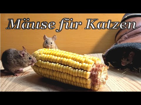 Mäuse für Katzen 🐭 flüchtende Maus