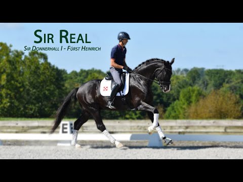 Sir Real - 2018 Oldenburg Stallion