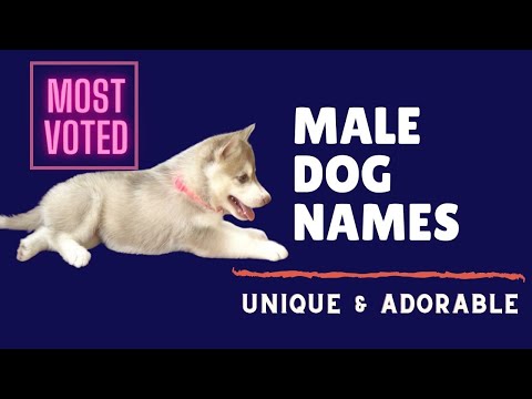 download lagu mp3 mp4 Cute Boy Dog Names List, download lagu Cute Boy Dog Names List gratis, unduh video klip Cute Boy Dog Names List
