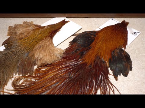 Hackle Feathers