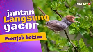 Download lagu PRENJAK BETINA GACOR || PANCINGAN PRENJAK JANTAN || MENAIKKAN BIRAHI mp3