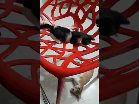 Playing cat video ( naughty mew mew naughty pasta)