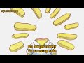 Your Face Homer Simpson Lyrics Sub Español