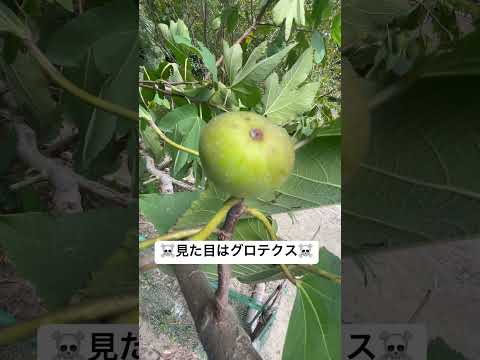 あなたの庭で鳥が何を食べるかを調べてください！種、果物、その他たくさんの驚きがあります!  庭園