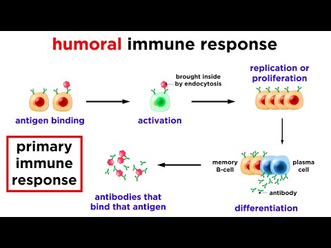 The Immune System: Innate Defenses and Adaptive Defenses