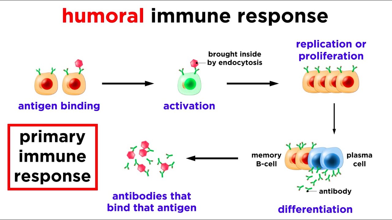The Immune System: Innate Defenses and Adaptive Defenses