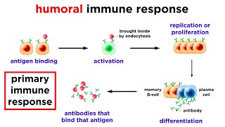 The Immune System: Innate Defenses and Adaptive De