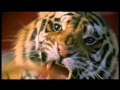 Double Team 1997 Bande Annonce