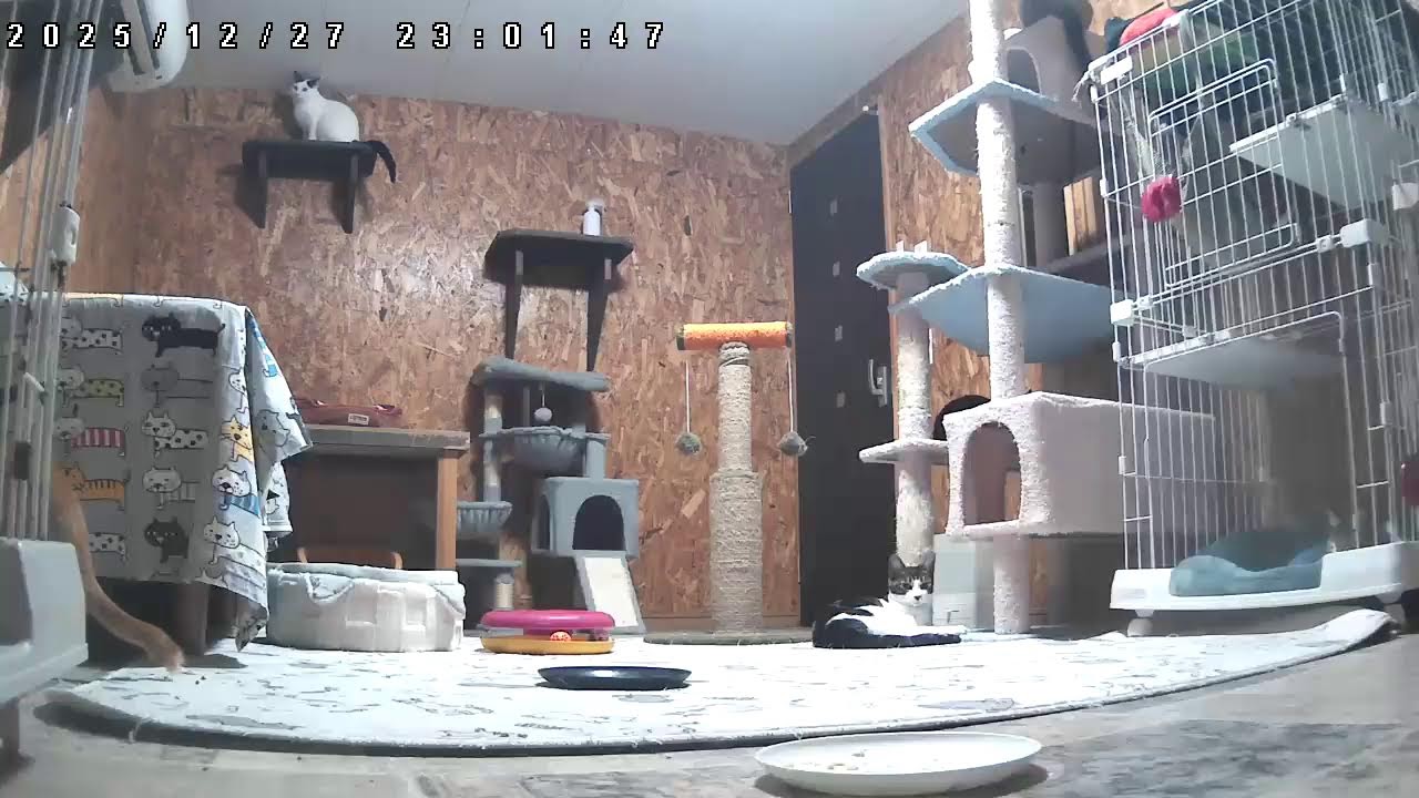 子猫の部屋Live@笑にゃんこ王国(秩父) [Cat live]