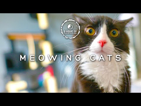 8 Hours of cat sounds to scare mice | cat sounds for dogs | cat sounds to annoy dogs | cats meowing