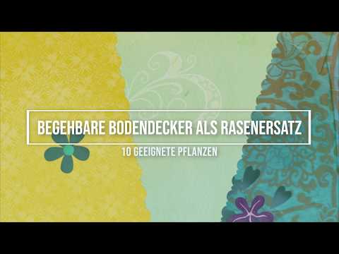 Begehbare Bodendecker als Rasenersatz: 10 geeignete Pflanzen