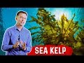 7 Interesting Benefits of Sea Kelp Beyond the Thyroid – Dr.Berg