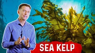 7 Interesting Benefits of Sea Kelp Beyond the Thyroid – Dr.Berg