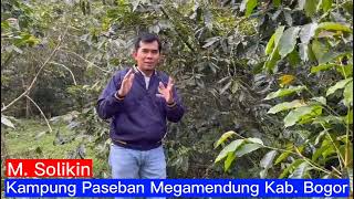(Bacaleg RI dari Partai Nasem Moh solikin )  Kopi Megamendung sebagian besarnya berasal dari varietas kopi Robusta