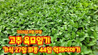 고추 육묘일기 가식 27일 파종 44일 괴산청결고추 칼슘 억제 고추모종키우기 괴산 풀뿌리농장 석성수 [고추재…