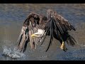 Eagle Flight Eagle Fishing